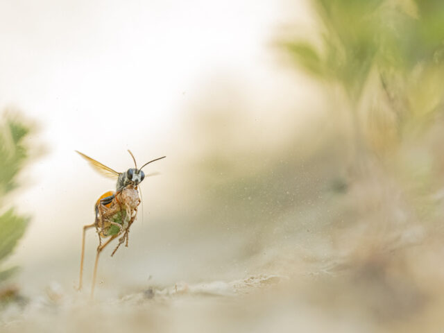 Trionfo Internazionale per la Natura Italiana: il Fotografo Lorenzo Shoubridge Espugna gli IBC Awards e Vola in Finale al MontPhoto tra 56.000 Opere
